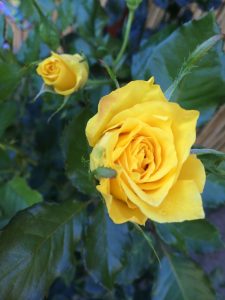 Yellow Rose