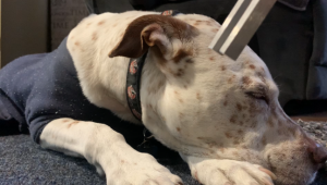 k9 kinesiology central coast