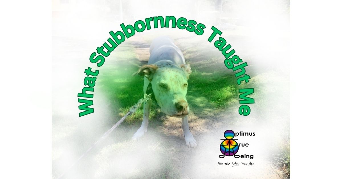 Stubbornness self help, kinesiology, mind body medicine