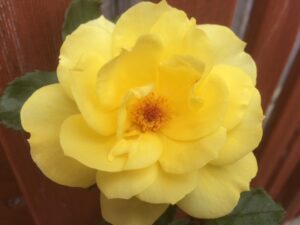yellow rose bead baby by Mandy the Creative Kinesiologist Tascott Central Coast